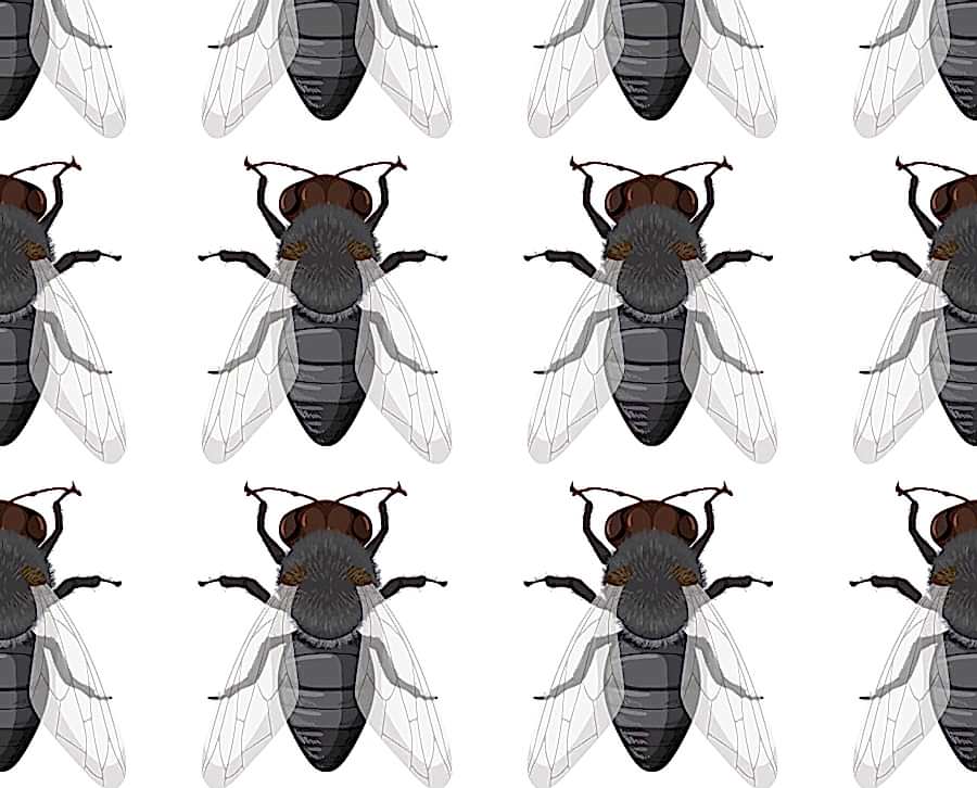 Karasinek İlaçlama