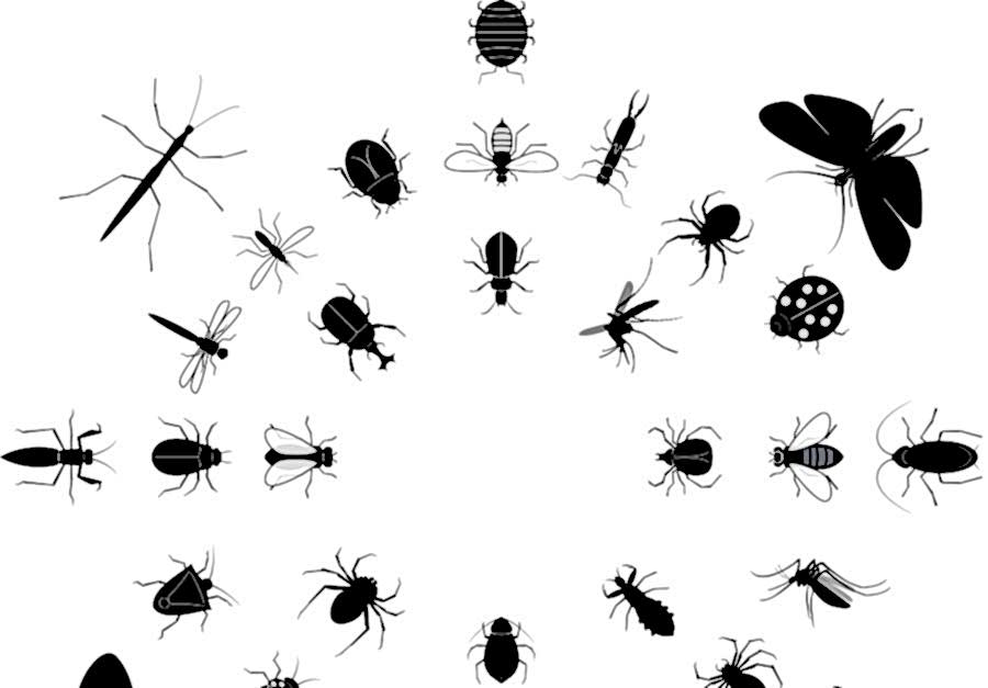 Kalorifer Böceği İlaçlama