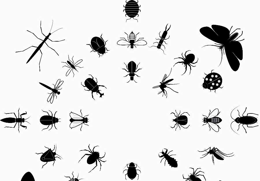 Tahtakurusu İlaçlama